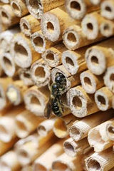 Wildbienen-Wabe – Insektenhotel 6-eckig