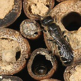 Wildbienen-Wabe – Insektenhotel 6-eckig